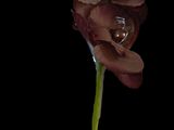 a close up of a single flower on a stem
