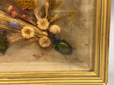 une photo d'une photo représentant des insectes et des fleurs, dans un cadre