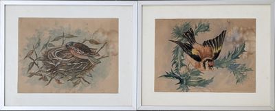 two framed pictures of birds and a nest on the wall