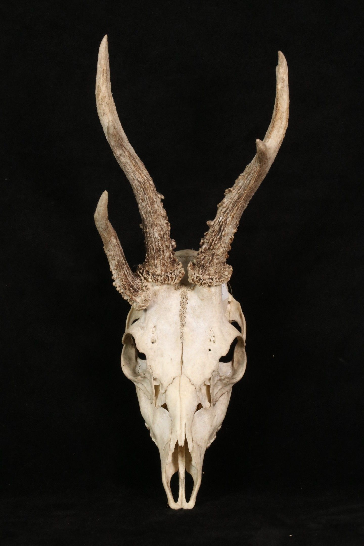 Objets d'art & Curiosités