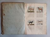 an open book with pictures of horses on it