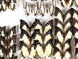 a lot of butterflies that are sitting on a table