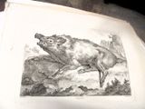 une photo représentant un dessin de sanglier sur une feuille de papier