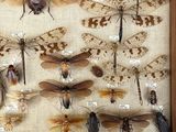 many different types of insects displayed in a wooden frame