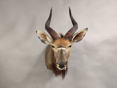 une tête d'antilope empaillée accrochée au mur d'une pièce