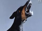 a black and brown dog with it ' s mouth open