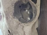 a skull with a hole in the middle of it