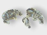 pair of crystal turtle figurines on a white background