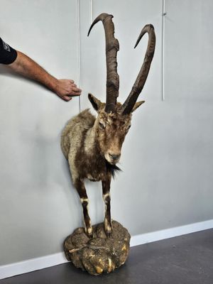 Bouquetin des Alpes (Capra ibex) naturalisé en demi-buste su…