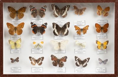 de nombreux papillons de toutes sortes exposés dans une vitrine