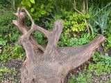 a tree trunk that is sitting in the middle of a garden
