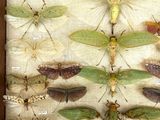 a lot of insects that are in a wooden frame