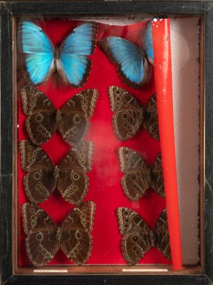 a picture of a display of butterflies in a shadow box