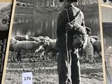 several old black and white photos of a man with sheep