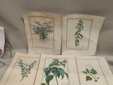 une table sur laquelle sont disposés toute une série de plantes de différentes espèces