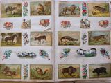 an open book with pictures of animals and birds on it
