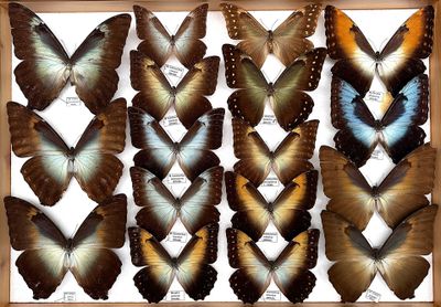 several butterflies are displayed in a wooden frame on a white surface