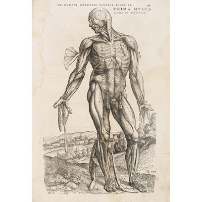 a drawing of a man ' s skeletal torso and arm