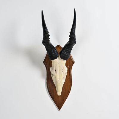 an antelope head mounted on a wall with long horns