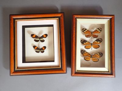 two framed butterflies in a wooden frame on a gray surface
