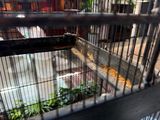 un oiseau perché dans une cage à oiseaux