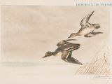 deux canards volant dans le ciel au-dessus d'un plan d'eau