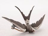 a bird that is sitting on the ground with its wings spread