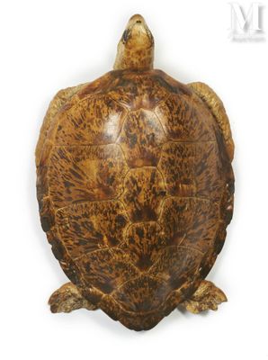 une image représentant une tortue sur fond blanc, avec un fond blanc
