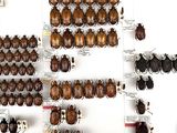 many different types of beetles displayed on the wall