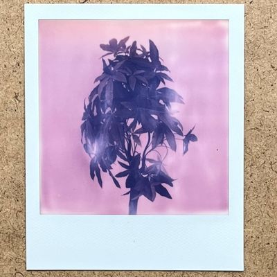 a polaroid picture of a plant on a cork board