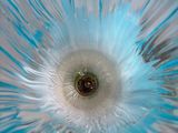 a blue and white flower that is in the middle of a vase