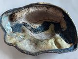 a close up of a shell on a white surface