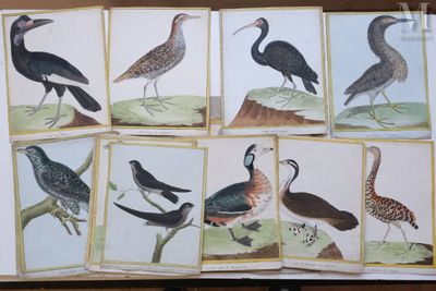 many different kinds of birds in this picture
