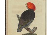un oiseau perché sur un livre