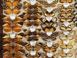 many different types of butterflies on display in a wooden frame