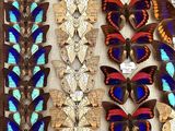 many different types of butterflies displayed in a shadow box