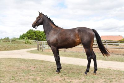 a horse that is standing in the grass near a dirt road