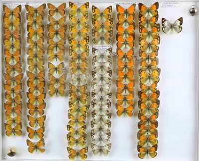de nombreux papillons exposés dans une vitrine