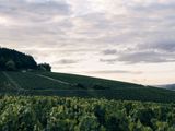 a large hill with a bunch of vines growing on it