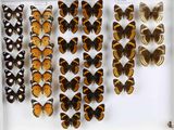 de nombreux types de papillons exposés dans une vitrine