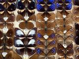 many different types of butterflies on display in a display case