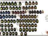 a picture of a picture of a collection of beetles