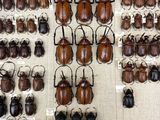 a lot of beetles that are on display on the wall
