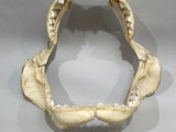 an image of a fake shark mouth with a lemon on the ground