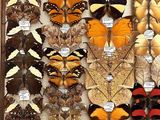 many different types of butterflies displayed in a display case