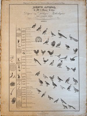 many different kinds of birds that are on this page