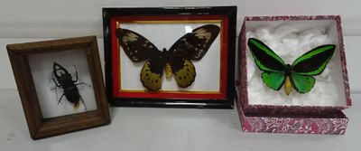 trois espèces différentes de papillons dans une vitrine