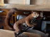 a squirrel that is standing on top of a box