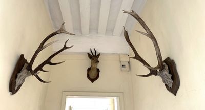 deux têtes de cerfs accrochées au mur d'un couloir