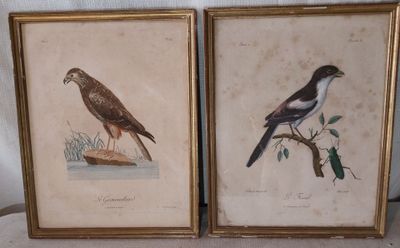 lot de deux reproductions encadrées représentant des oiseaux perchés sur une branche d'arbre